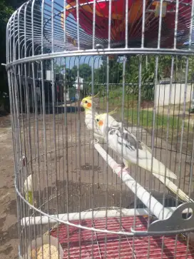 Burung falk Australia jinak