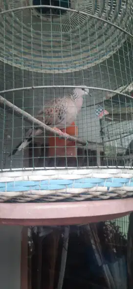 burung tekukur kuk 1