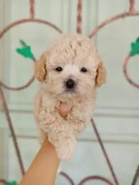 Poodle cebol super cebol