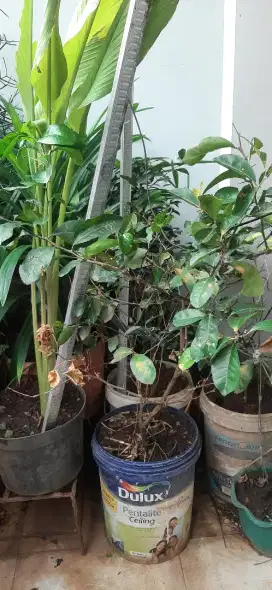 JUAL tanaman berikut pot dan rangka besi ulir buat dudukannya