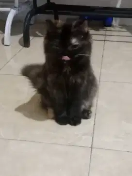 yg mau adopsi persia betina no minus