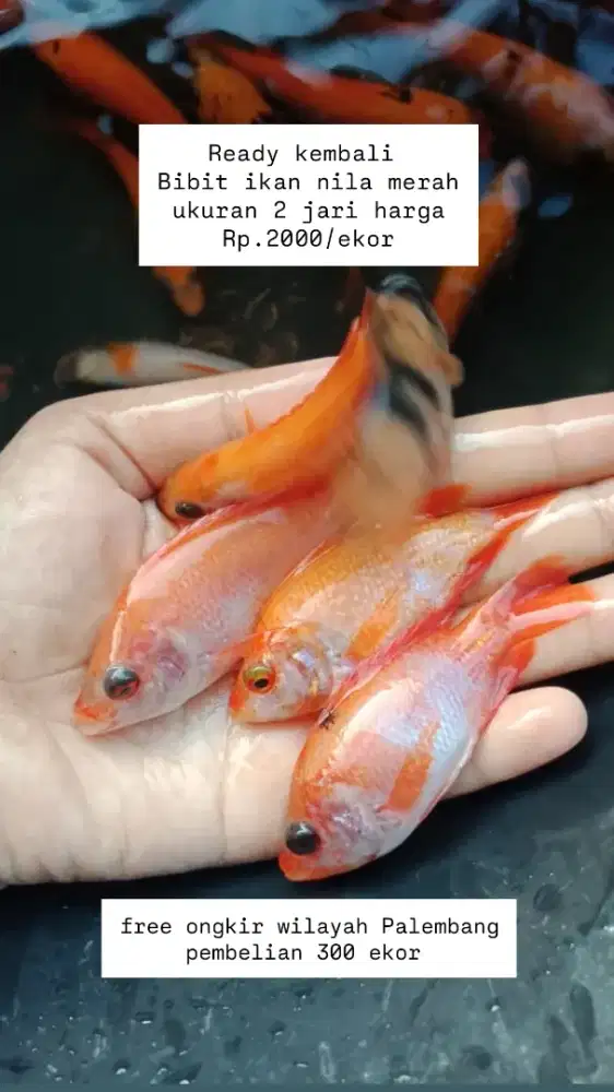 Jual bibit ikan nila merah super di Palembang
