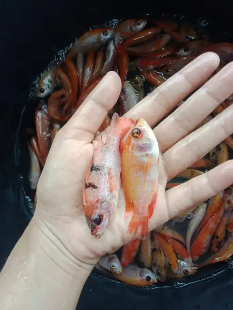 Bibit ikan nila merah sukabumi super