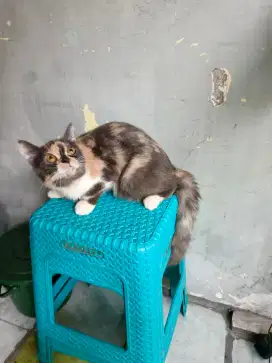 Flatnose calico 6 bulan