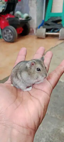 jual hamster ada 5 hamster lucu