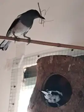 Jika sepasang burung hitam putih gacor 2 kali produksi lancar buat ATM