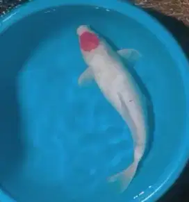 Ikan koi size 45cm