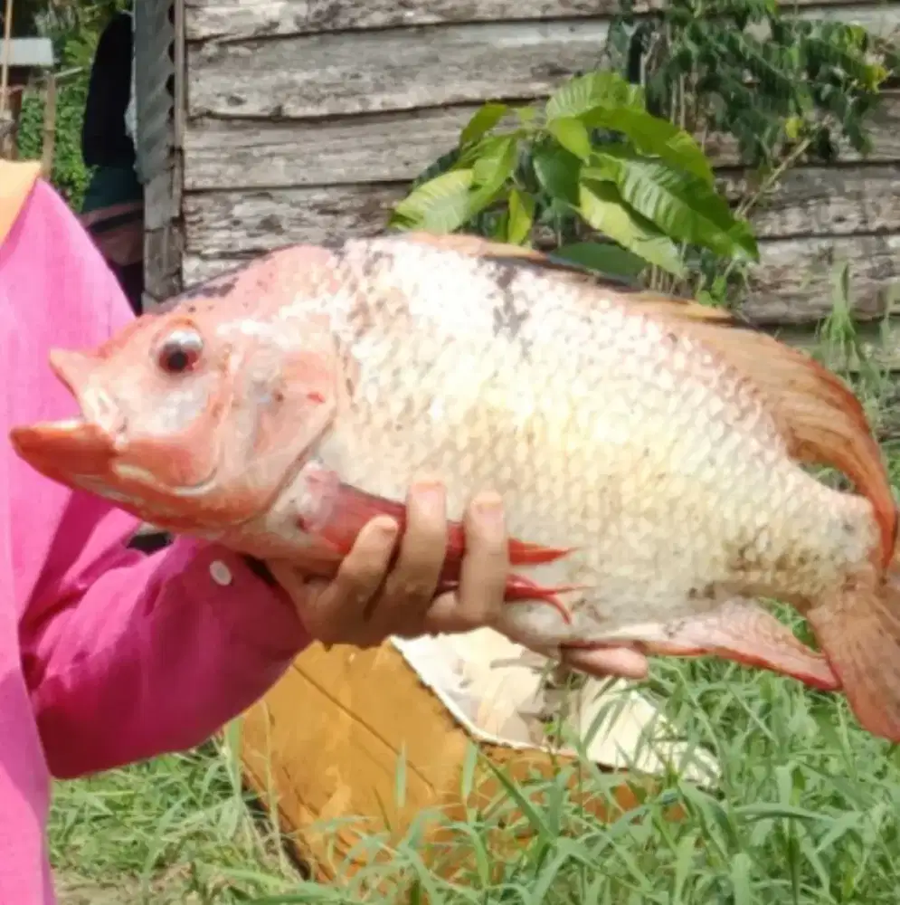 Bibit ikan nila merah murcek