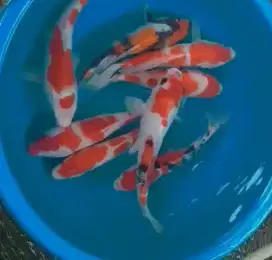 Ikan koi size 25cm sampai 28cm