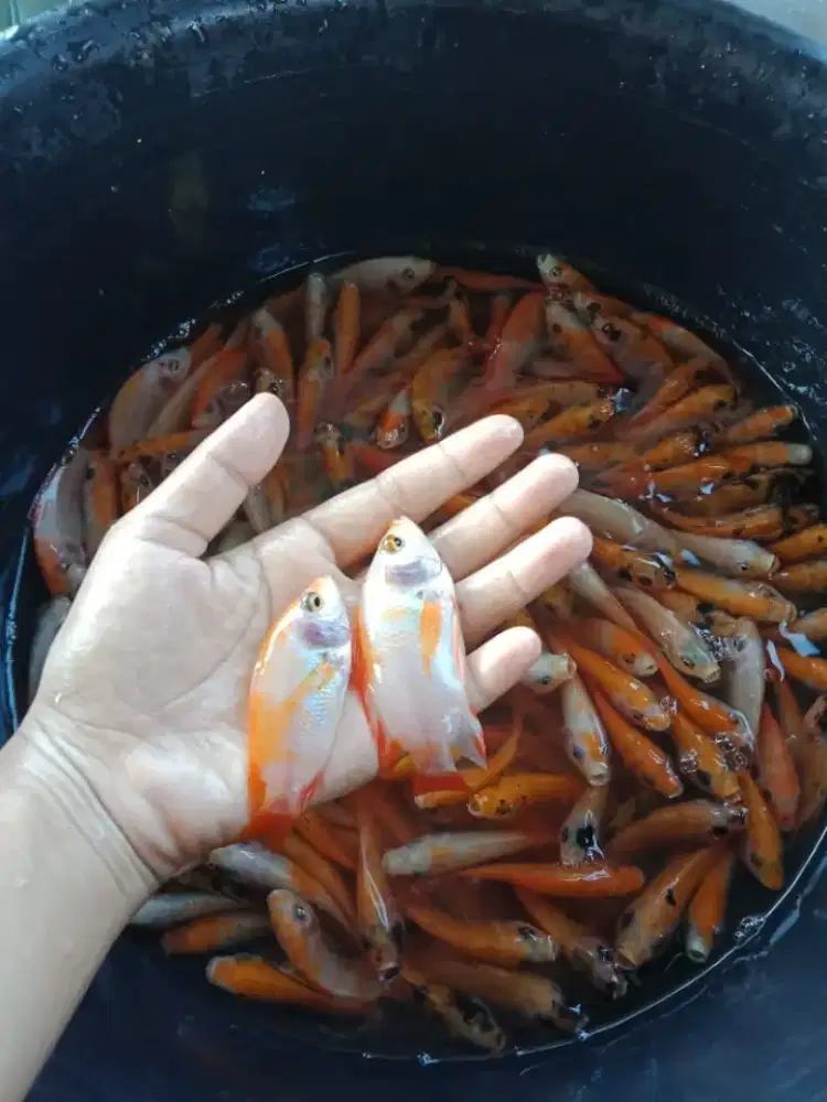 Jual bibit ikan nila merah di sekojo