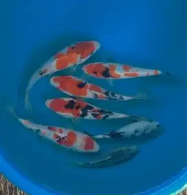 Ikan koi size 15cm sampai 20cm