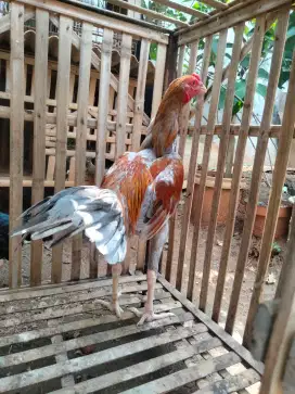 ayam Bangkok 5 bulan