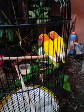 Lovebird warna kuning