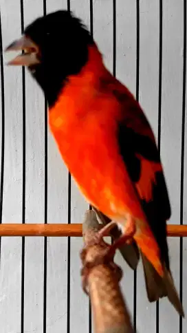 BURUNG REDSISKIN ISIAN BURUNG GOLDFINCH SANGKAR KOSAN JERUJI PIBER