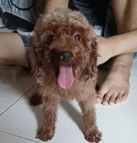 Indukan toy poodle super red