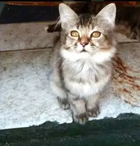 Si milktea cantik anakan persia