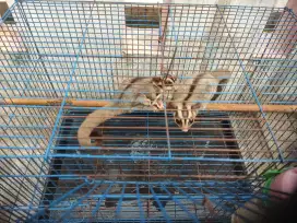 Bu Jual Murah Sugar Glider