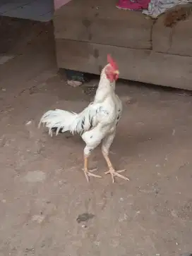 Ayam kampung jantan