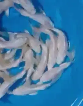 Ikan koi size 15cm