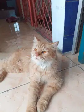 Kucing persia bulu panjang oren