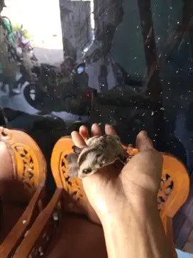 Sugar glider clasic grey