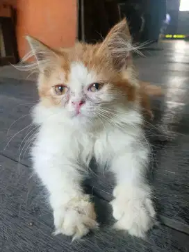 Kitten umur 3 bulanan (jantan)