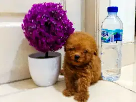 Anjing tiny poodle Jantan 2 bulan
