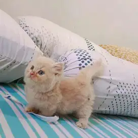 Kitten munchkin super cebol