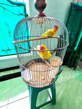 LOVEBIRD BIOLA EUWING GOLD PASANGAN BARU PRODUKSI FULLSET