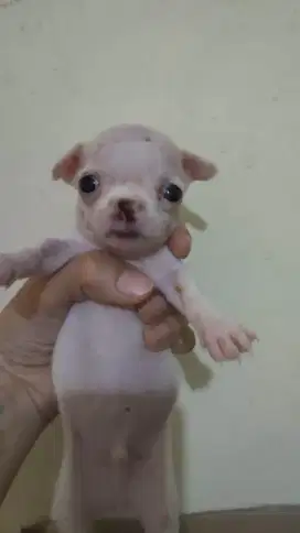 Chihuahua size super mini