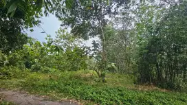 Dijual tanah 1/2 hektar