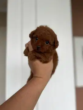 Super Red Toy Poodle