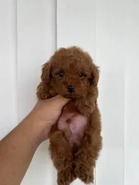 Super Red Toy Poodle
