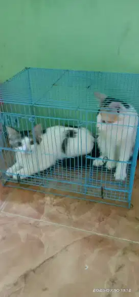Jual kucing Persia Himalayan