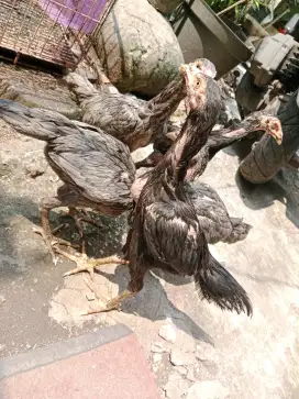 Ayam Bangkok Dedara ready