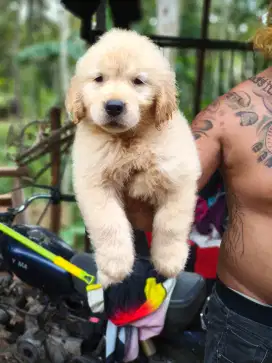 Golden retriever puppies