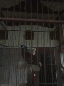 Burung Poksay mantel A6b1 fs