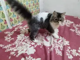 Kucing Gendut badan pendek nego meo persia rc no peaknose Munchkin