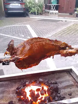 KAMBING GULING MURAH JOGJA