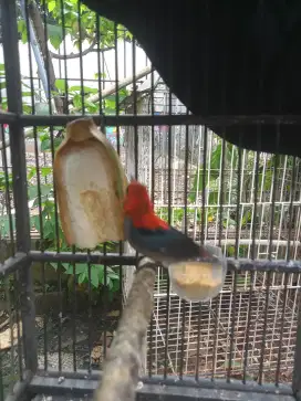 Burung kemade Jawa A2b1 fs