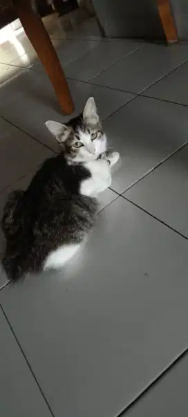 Adopt kucing betina 4 bulan