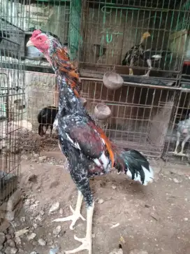 ayam Bangkok x shamo, 5 bln