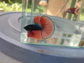 Ikam cupang halfmoon besgel