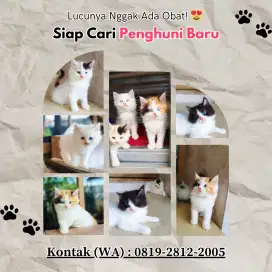 Adopsi Kitten Lucu Mix Persia Anggora