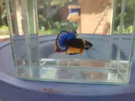 Ikan cupang pk yellow fancy mg