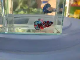 Ikan cupang plakat red koi galaxy multi