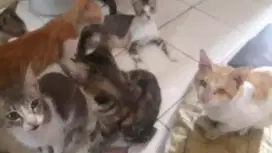 KUCING GRATIS DIPERCEPAT NIH