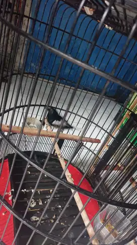 Kacer daput harian bunyi plong kenceng fs