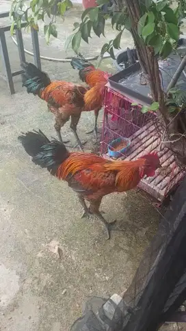 Ayam pelung cianjur