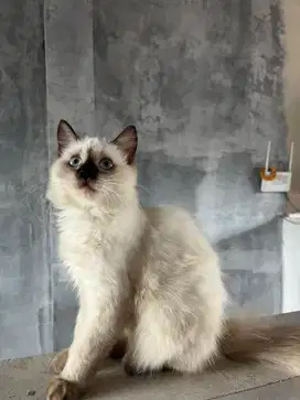 Kitten Anak Kucing Himalaya Persia